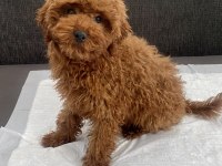 Red brown toy poodle oğlumuz
