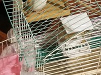 Dişi Albino Forpus Papağanı