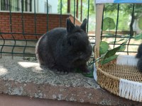 Hollanda Cüce Safkan Bir Aylık Tavşan Yavruları