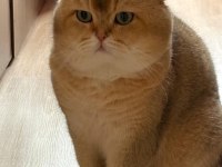 Golden British Shorthair Yavrular