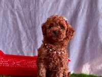 Orijinal Poodle Yavrular