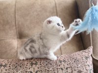 Seçkin Ailelere Özel Wcf Kayıtlı Scottish Fold Yavrumuz