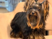 Tea Cup A Şecere 1,5 Kg Garantili Yorkshire Terrier