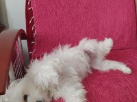 Oyuncu Maltese Kızımıza Yuva