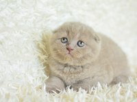 Topaç Kafa Lilac Scottish Fold
