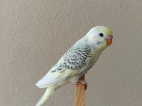 Yeni Yeme Düşmüş Uysal Renk Güzeli Yavru Muhabbet Kuşlar