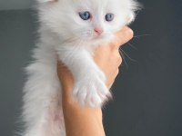 Scottish fold ve british shorthair yavrularımız