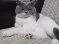 Kedimiz oğlum çakıl yeni yuvasını bekliyor