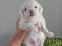 0 Numara Maltese Yavrularımız