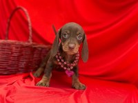 Safkan Dachshund Yavrularımız