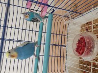 Genç Çift Muhabbet Kuşları