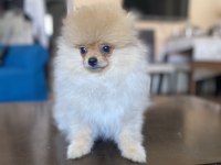 Mini Boy Pomeranian Boo Kızımız