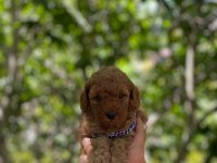 Safkan Toy Poodle Arayanlara Özel