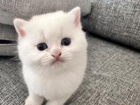 British shorthair beyaz kedimiz