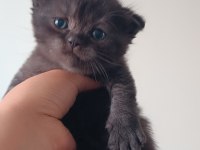 Scottish Fold Blue Point