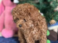 Yasal Üreticiden Poodle Saf Kan Yavrular