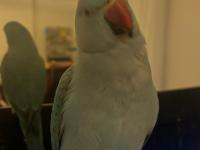 El Besleme Mavi Mutasyon Pakistan Papağanı