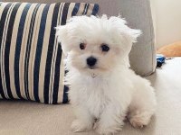 Maltese terrier a kalite sıfır numara oyuncu
