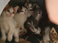 Van kedisi kırması 5 tane yavru kedimiz