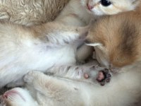 Goldenların Sarısı British