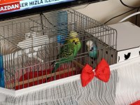 Jumbo Vasıflı Muhabbet Kuşu Takım Yavrulu