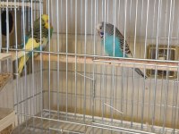 Renk güzeli genç bakıcı takım muhabbet kuşu