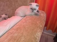 2 Adet Yavru Scottish Fold Sahiplendirilecektir
