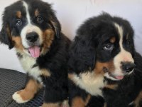 Bernese mountain dog yavruları