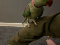 Evcil Alexander Papağanı Erkek