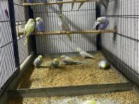 Üst Vasıf Rainbow Muhabbet Kuşu Yavrular