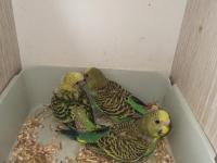 Yeni yeme düşecek uysal renk güzeli yavru muhabbet kuşlar