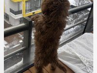 3.5 Aylık Erkek Poodle Hatay