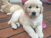 Kaliteli baby face golden retriever