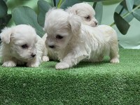 Gönderim İmkanı İle Maltese Yavru Köpekler