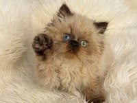 İran himalayan - odd eyes