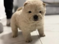 Mükemmel Çin Aslanı Yavru Köpekler