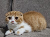 Uygun Koca Kafalı Scottish Fold Yavruları