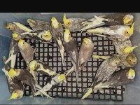 Eğitimli yavru sultan papağanları