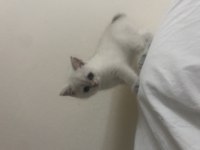 Pamuk Prenses Kedimiz Yeni Yuva Arıyor