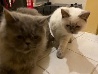 İki kedime hayvan sever aranıyor