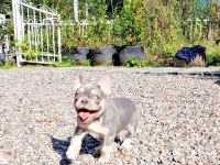 French Bulldog Yavruları