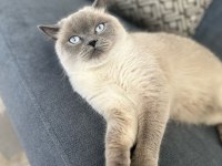 1,5 Yaşında Kısırlaştırılmış British Shorthair Kızımız