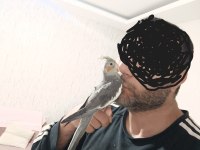 Ele Alışık Konuşturmalık Yada Damızlık Sultan Yavrusu