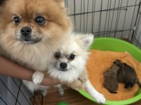 Pomeranian boo 7 günlük dişi
