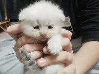 Rezerveye Açık Scottish Fold Yavrularımız