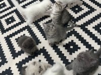 Kedilerim Sahiplendirilecektir