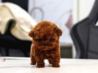 Toy poodle güzel yavrular