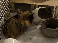 5 Aylık Guinea Pig Çifti