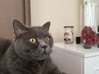 British ücretsiz kedimiz