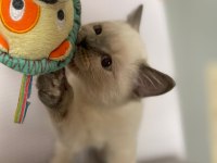 Acil Scottish Straight Yavru İlanı